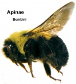 Bombus